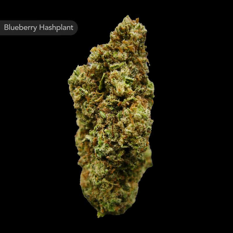 Blueberry Hashplant