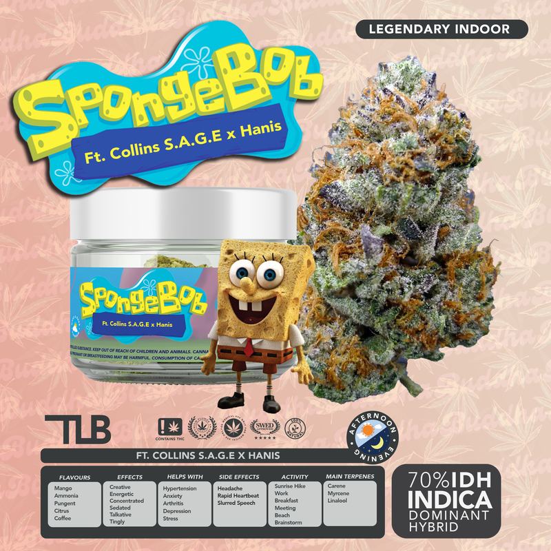 SpongeBob Ft. Collins S.A.G.E Hanis